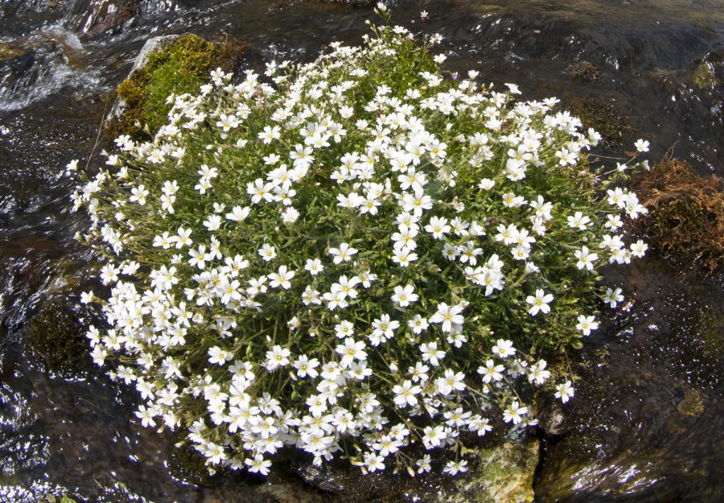 id Cerastium?